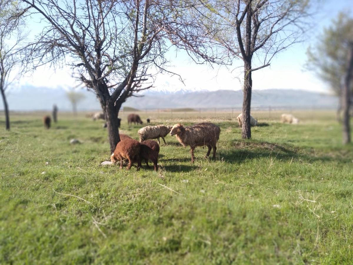 Уютный Ночлег Иссыкские Курганы Rahat Kültér fotó